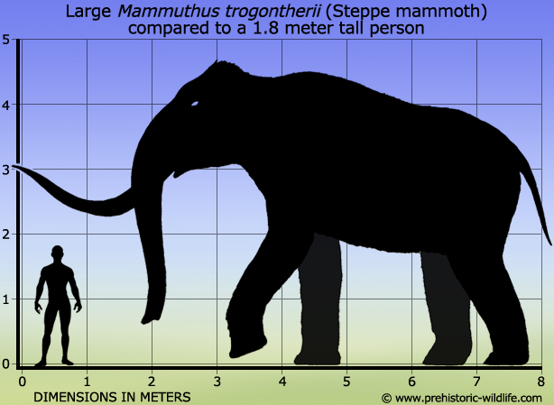 mammuthus-trogontherii-steppe-mammoth-size