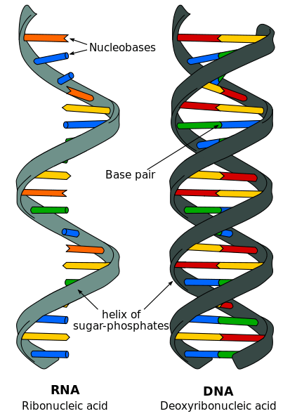 749px-difference_dna_rna-en.svg