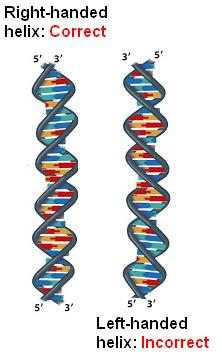 right vs leftt handed DNA